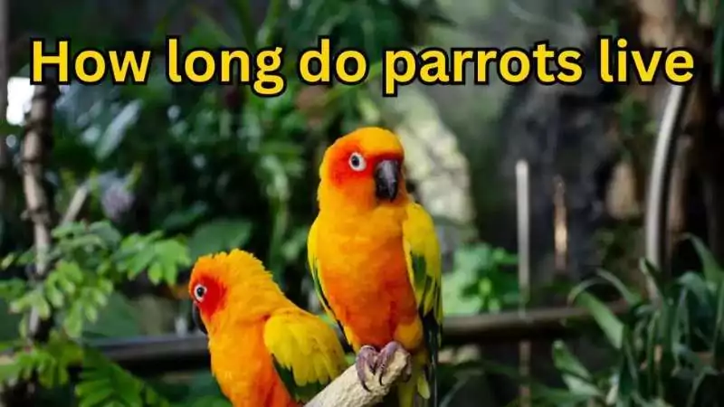 How long do parrots live
