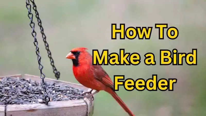 Bright red Northern Cardinal perched on a homemade bird feeder filled with sunflower seeds