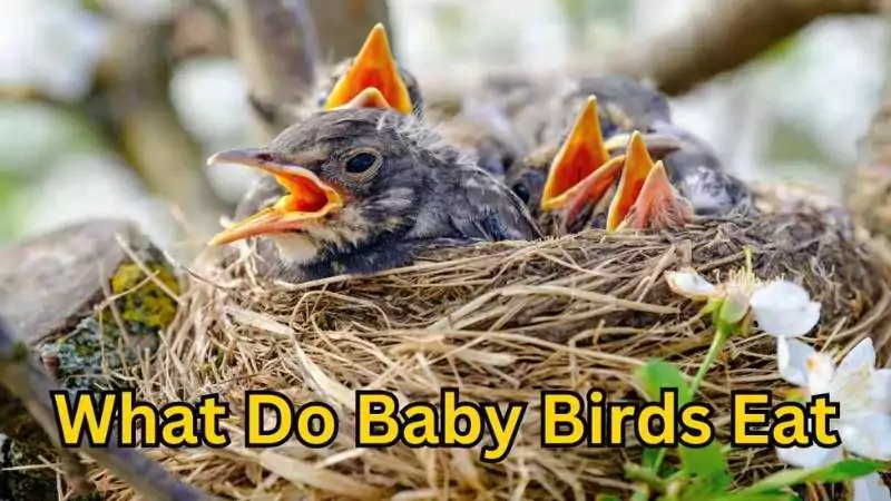 what do baby birds eat