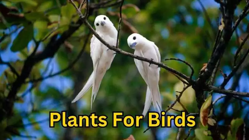 Seasonal plants for birds