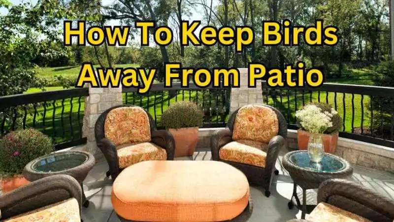 how to keep birds away from your patio