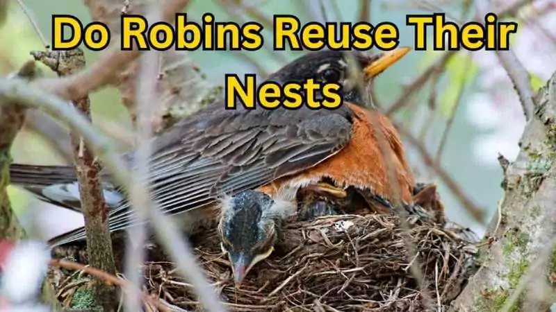 do robins reuse their nests