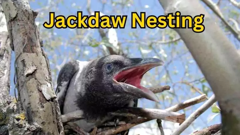Jackdaw Nesting in Natural Habitat