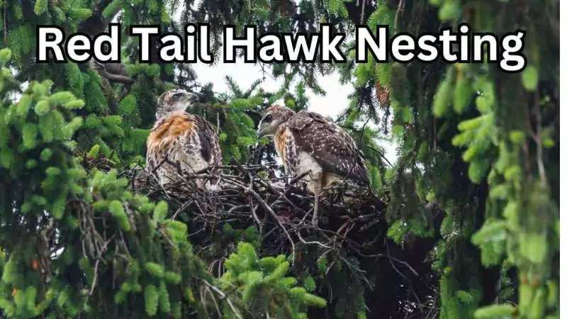 red-tailed hawk nesting