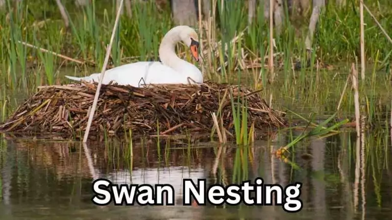 A graceful swan nesting on a peaceful lake surrounded by reeds, reflecting its calm demeanor.