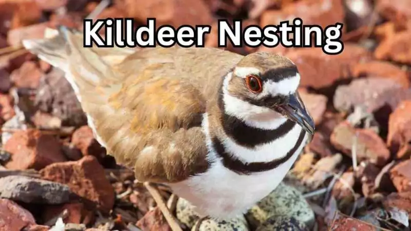 killdeer nesting