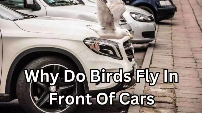 why do birds fly in front of cars
