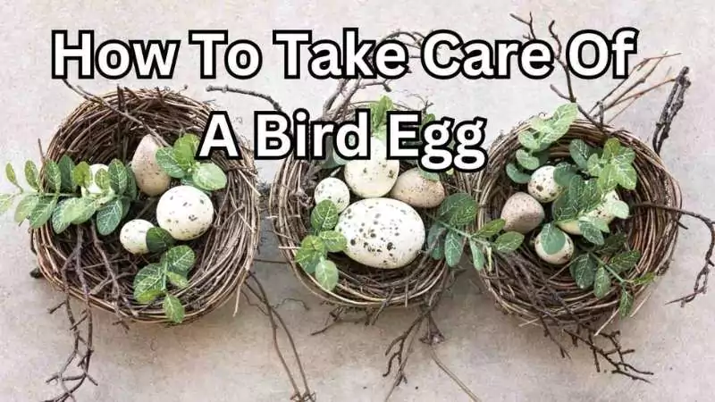 how to take care of a bird egg