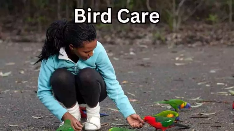 Person carefully feeding parrots, showcasing responsible bird care and nutrition.
