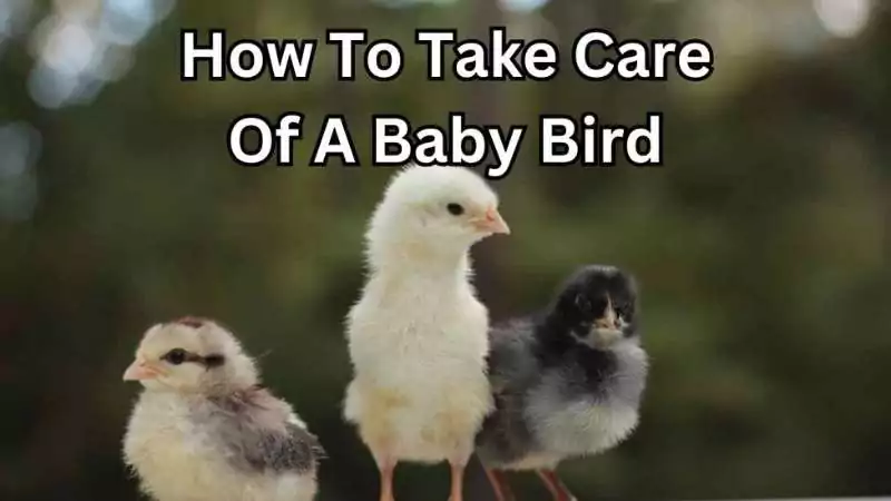 how to take care of a baby bird