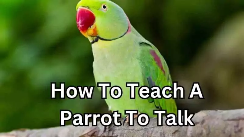 how to teach your parrot to talk