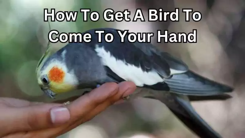 how to get a bird to come to your hand