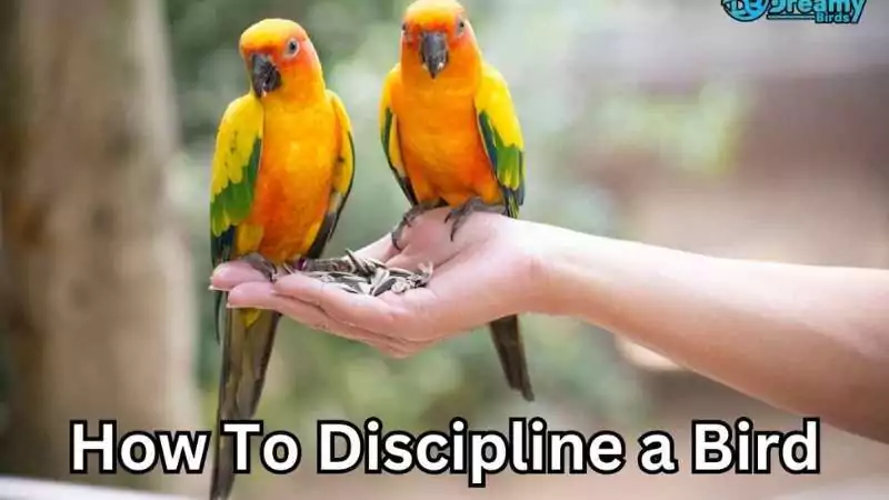 how to discipline a bird