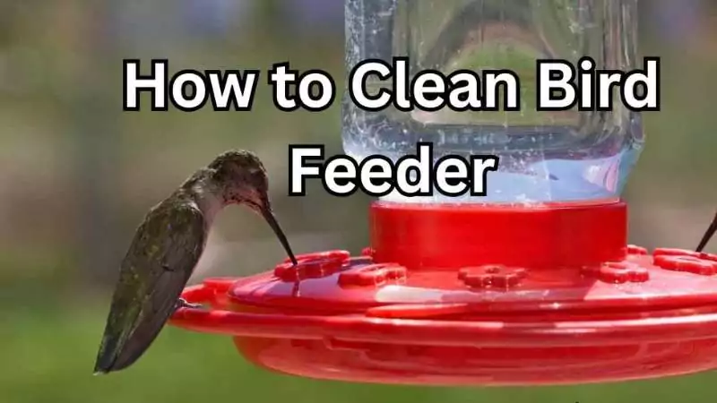 how to clean bird feeder