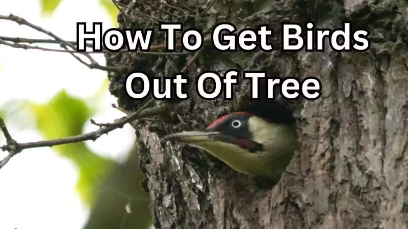 how to get birds out of tree