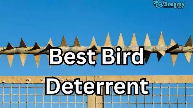 Anti-roosting spikes mounted on a fence, considered as the best bird deterrent for property protection.
