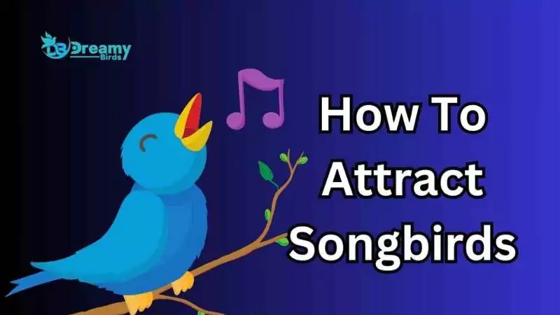 how to attract songbirds