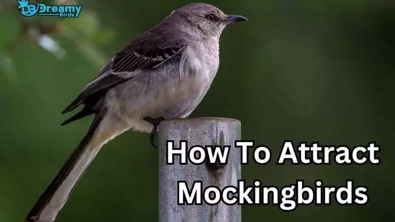 A mockingbird perched attentively on a wooden post, illustrating the steps on how to attract mockingbirds to a garden environment.