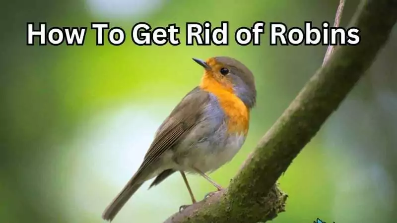 How To Get Rid of Robins