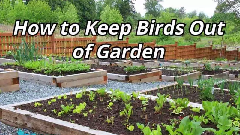 A well-maintained vegetable garden with raised beds and clear mulched pathways, implementing strategies on 'how to keep birds out of garden'