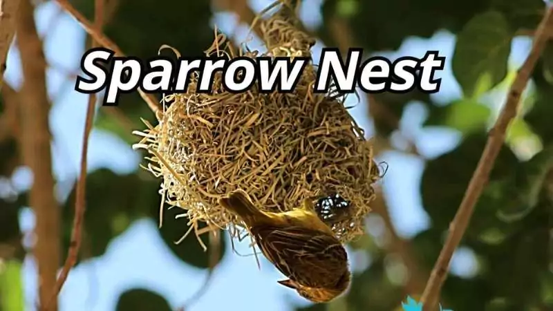 House sparrow nesting: a diligent bird intricately weaving its home, highlighting the meticulous process in a natural setting.