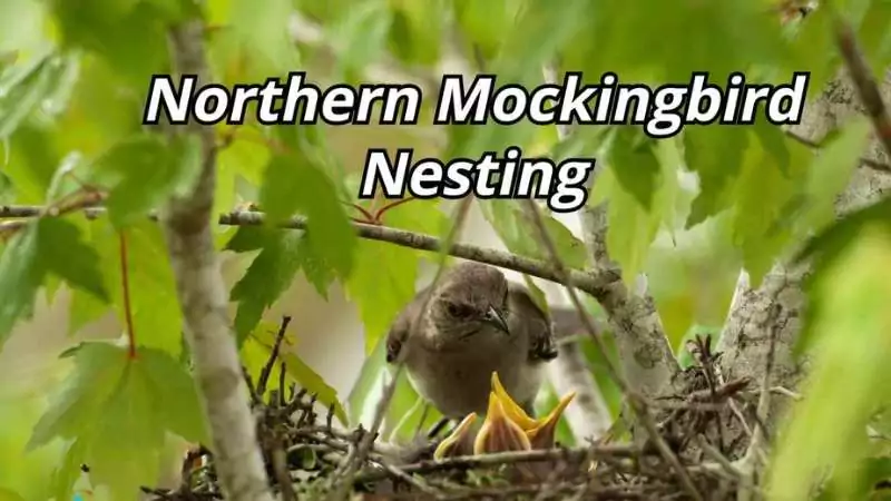 northern mockingbird nesting