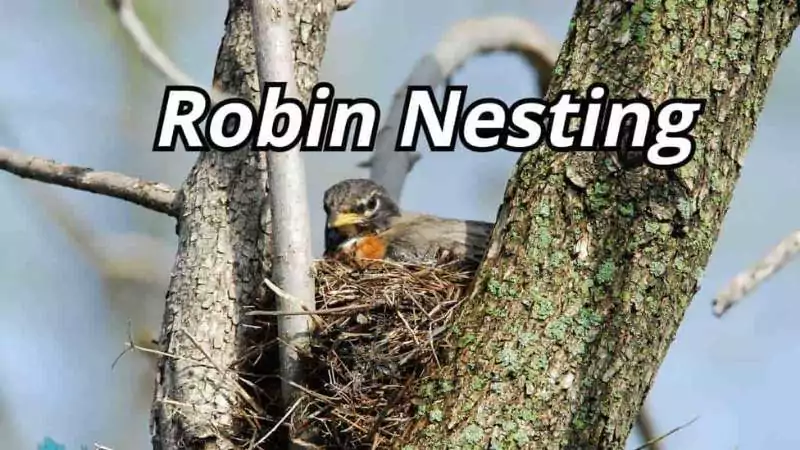An American robin nesting on a tree branch, nurturing the next generation of this iconic bird species.