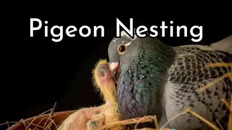 Pigeon Nesting