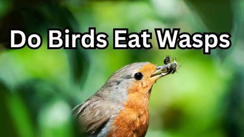 A robin with a wasp in its beak, exemplifying birds' natural diet of insects.