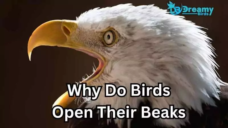why birds open their beaks