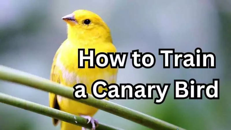 how to train a canary