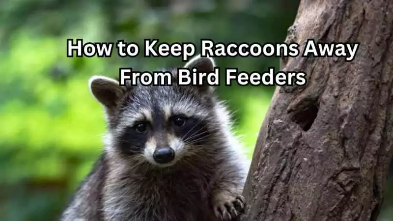 how to keep raccoons away from bird feeders