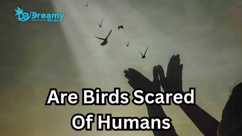 are birds scared of humans