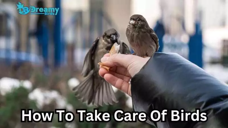 how to take care of birds