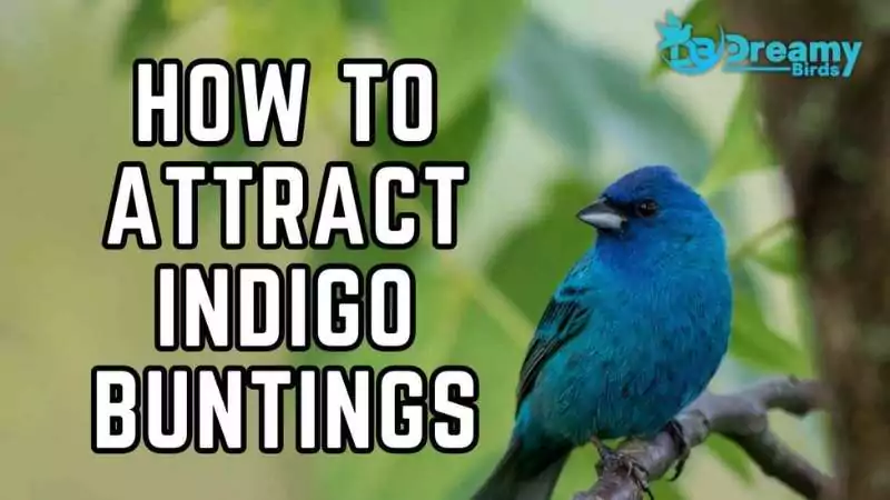 how to attract indigo buntings