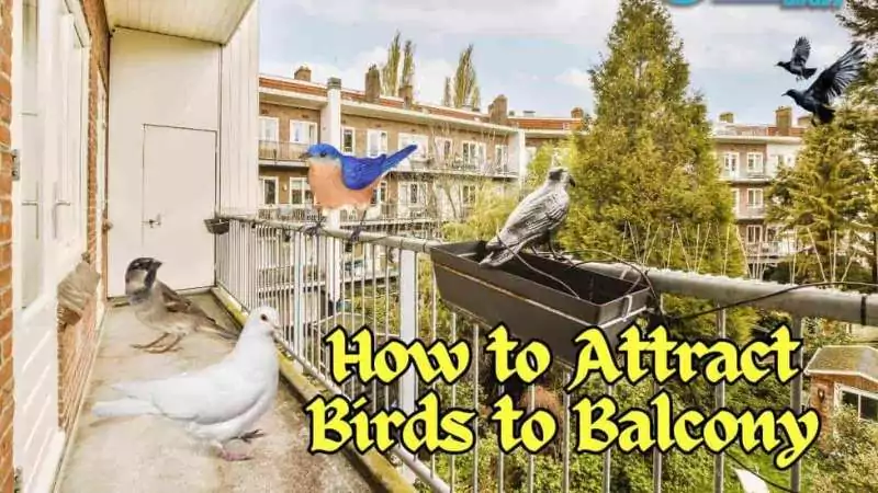 how to attract birds to the balcony
