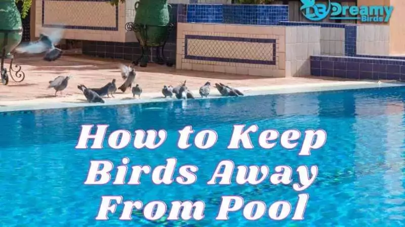 How to Keep Birds Away from Pool