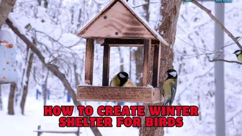 How to create winter shelter for birds