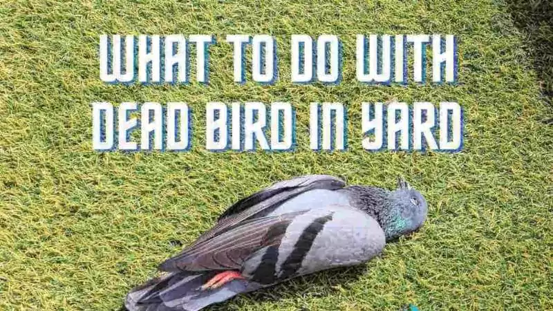 what to do with a dead bird in your yard