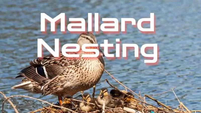 mallard nesting