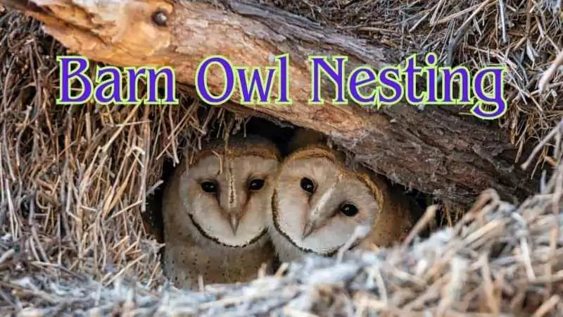 barn owl nesting