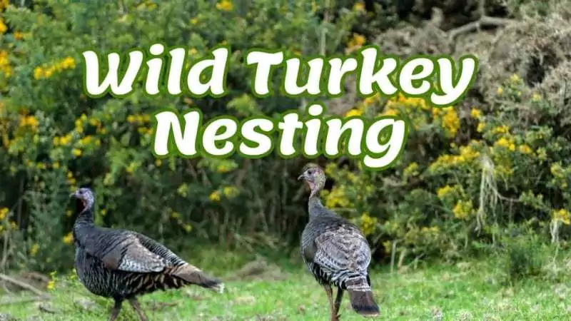 wild turkey nesting