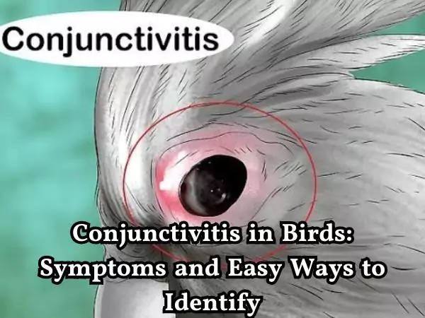 Conjunctivitis in birds
