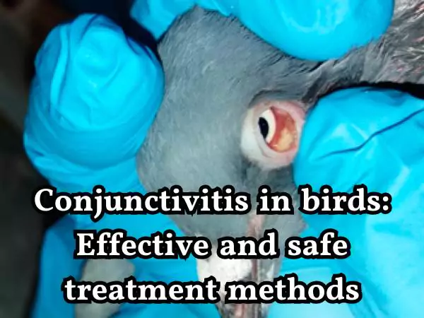 Conjunctivitis in birds