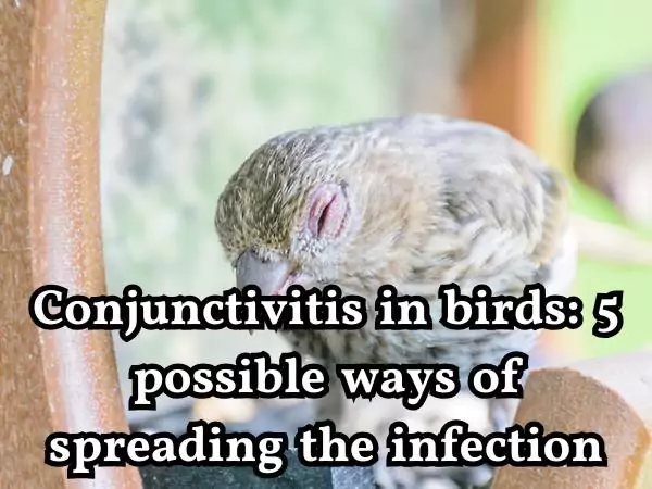 Conjunctivitis in birds