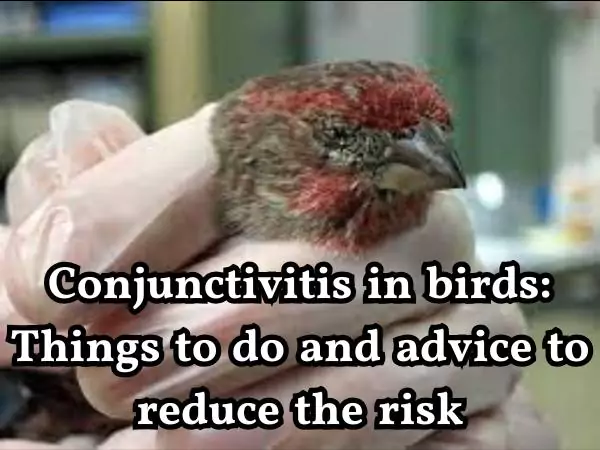 Conjunctivitis in birds