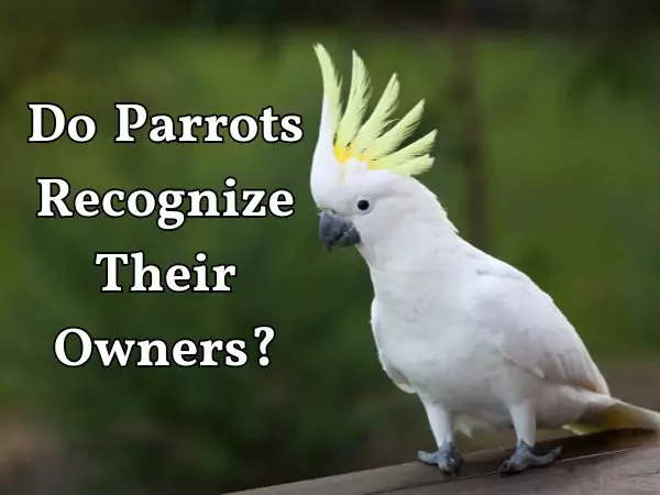 Do Parrots Love Their Owners
