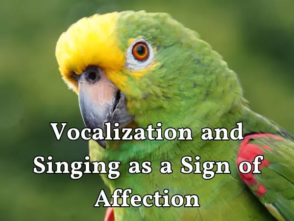 Do Parrots Love Their Owners