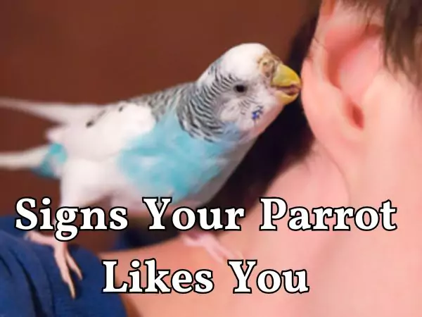 Do Parrots Love Their Owners