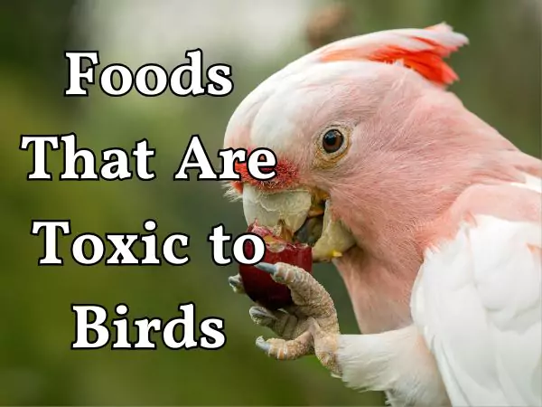 Foods That Are Toxic to Birds